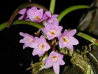 Orchid specimen in Andy's greenhouse