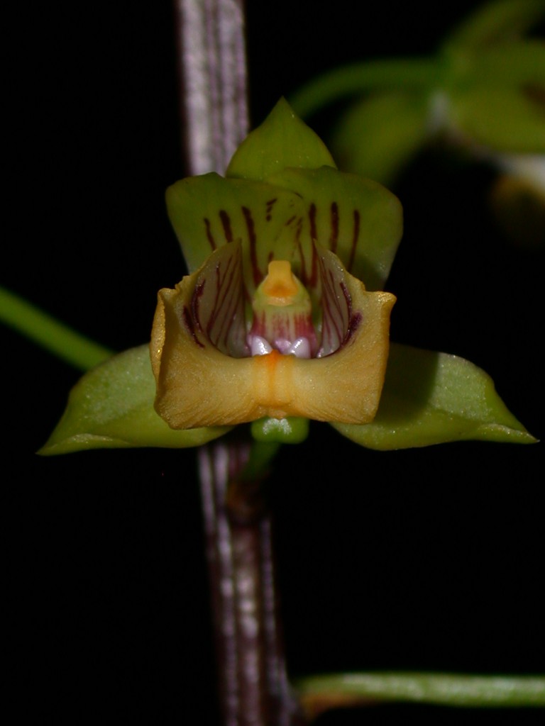 Orchid specimen in Andy's greenhouse