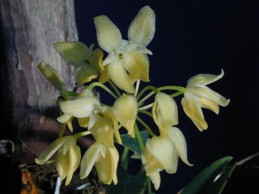 Orchid specimen in Andy's greenhouse
