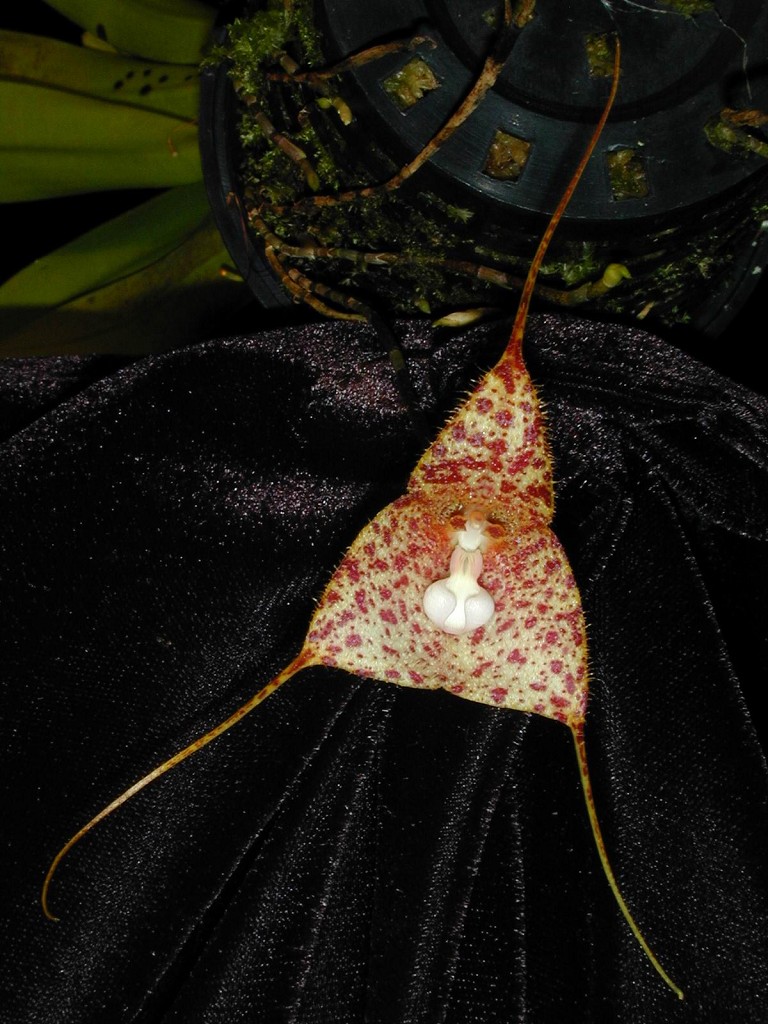 Orchid specimen in Andy's greenhouse