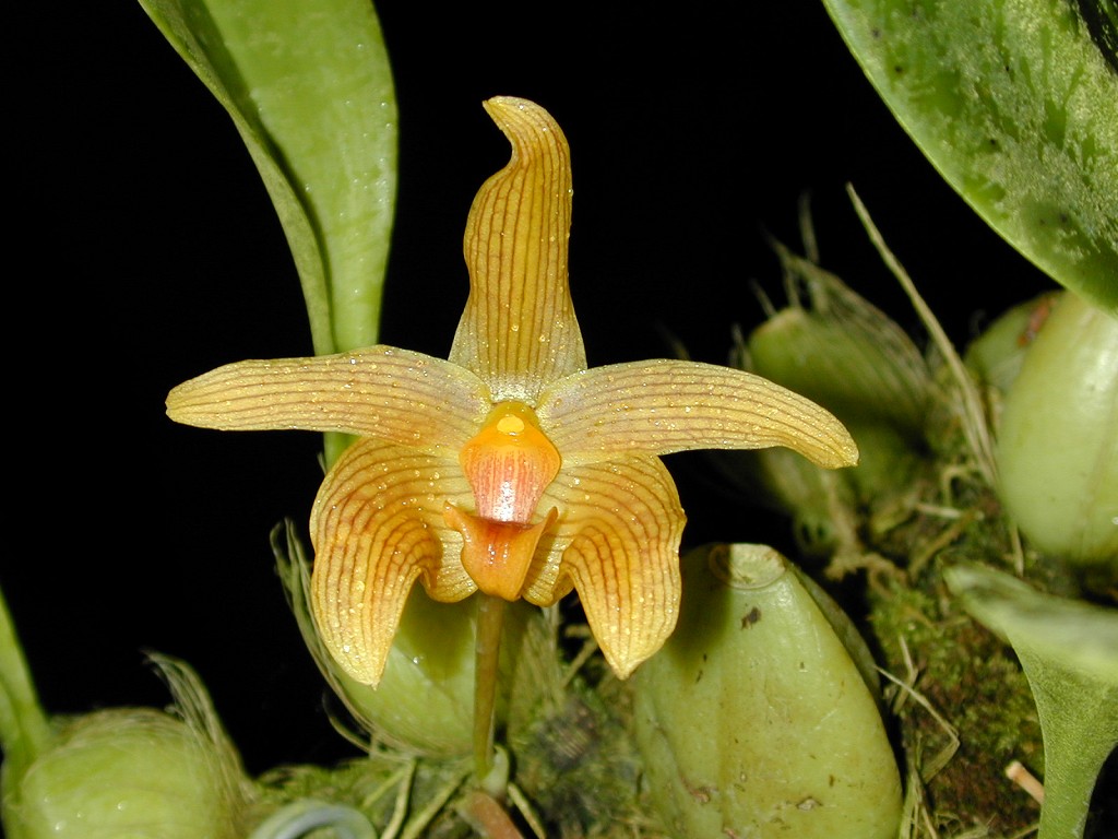 Orchid specimen in Andy's greenhouse