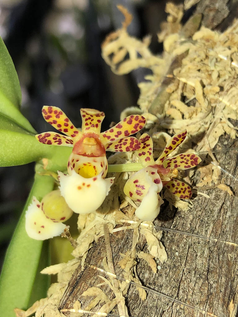Orchid specimen in Andy's greenhouse