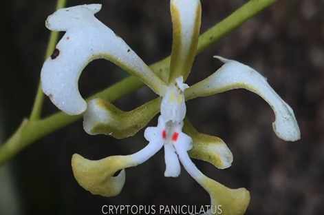 Andy's Orchids video: Cryptopus