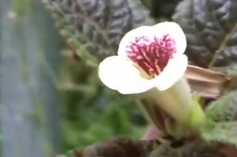 Andy's Orchids video: Cool Plants