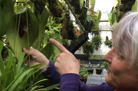 Andy's Orchids video: From My Collection