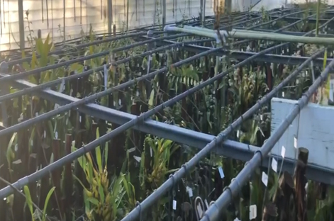 Andy's Orchids video: In the Canopy