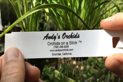 Andy's Orchids video: Reading the Label