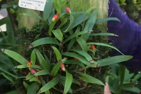Andy's Orchids video: Medio-calcar species