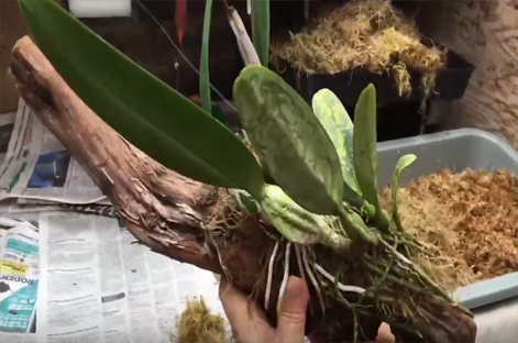 Andy's Orchids video: Mounting Orchids