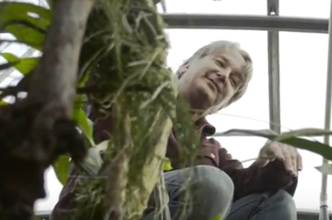 Andy's Orchids video: New & Green