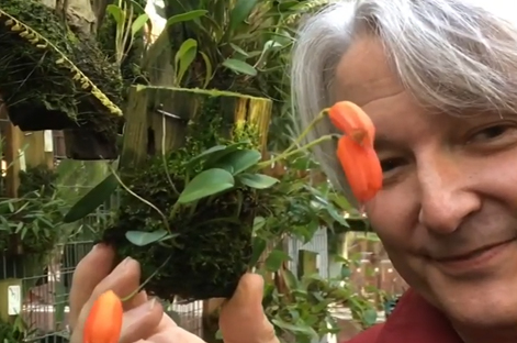 Andy's Orchids video: Plant Menagerie