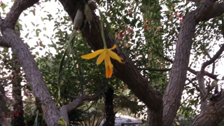 Andy's Orchids video: The Tree