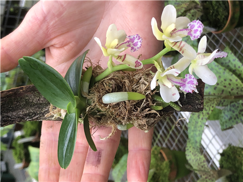 Sedirea (Aerides) japonica `Minmaru`