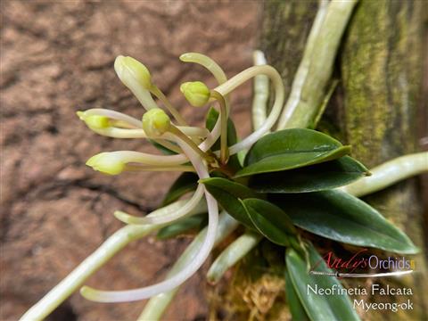 Neofinetia falcata Myeong-ok