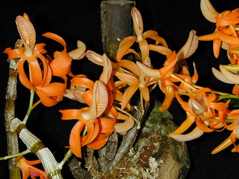 Dendrobium unicum