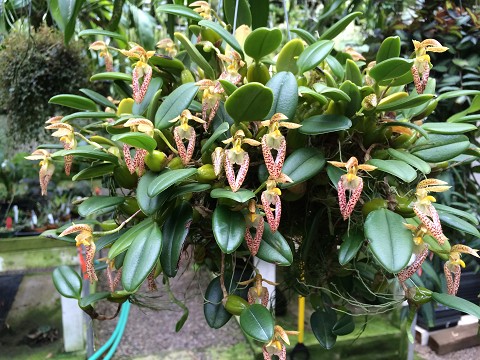 Bulbophyllum lasiochilum