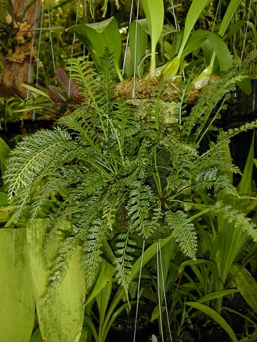 Fern  Asplenium rutifolium (sp aff daucifolium)