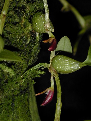 Bulbophyllum membranaecum (comberi)