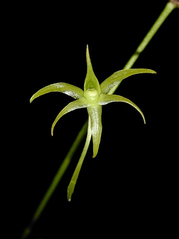 Angraecum calceolus