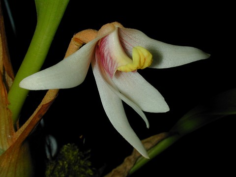 Eria longipes (aff.globifera)