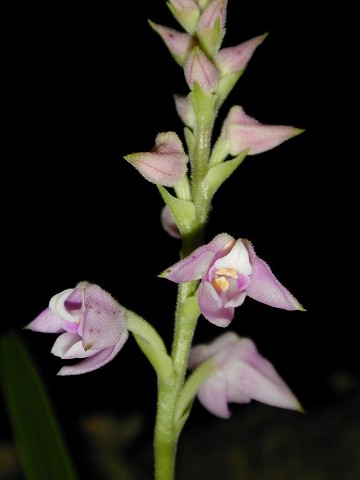Polystachya valentina