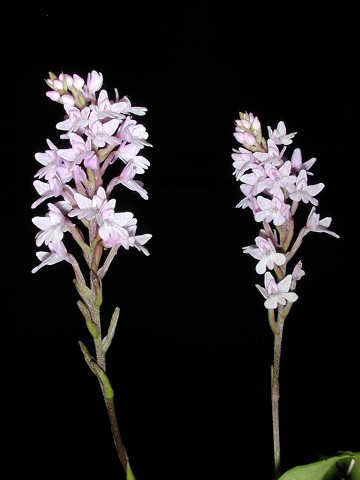 Stenoglottis macloughlini (woodsii)