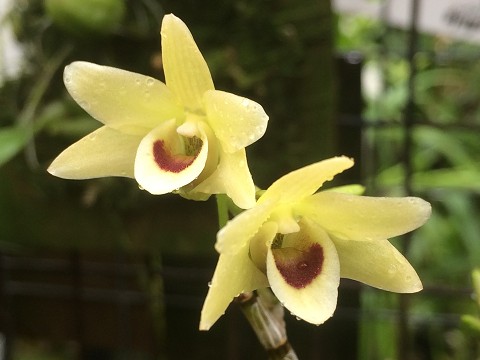 Dendrobium officinale