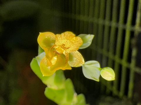 Lockhartia micrantha