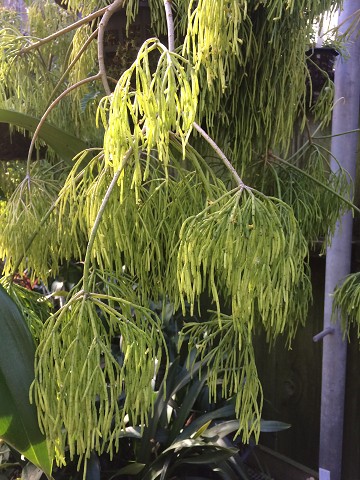 Rhipsalis capilliformis