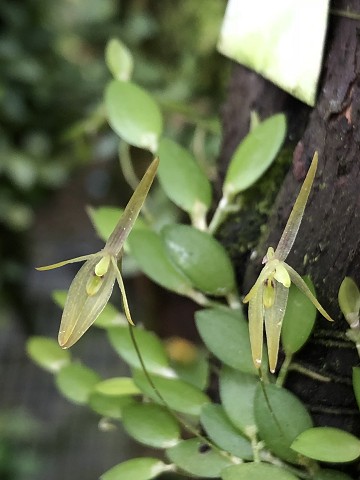 Barbosella miersii