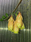 Agapetes pyrolifolia