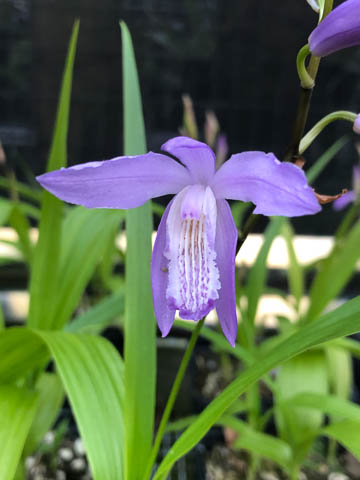 Bletilla striata coerulea